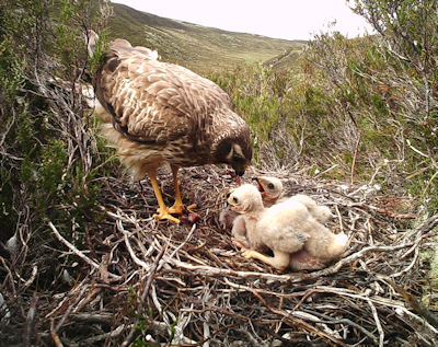 Hen Harrier feeding chicks at nest